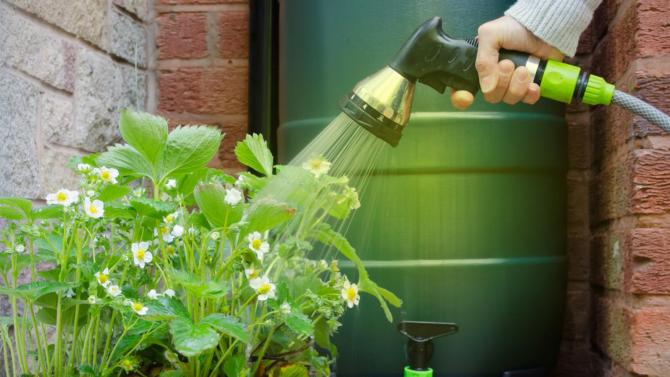 Eine Erdbeerpflanze wird mit Wasser aus einer Regentonne gegossen